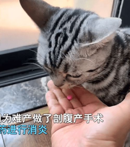 猫吃的消炎药有哪些