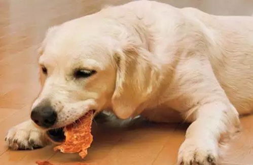 哪些食物狗狗绝不能吃