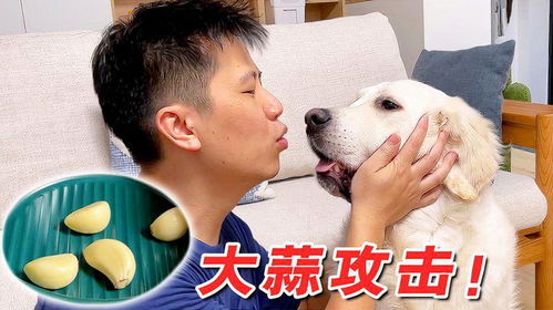 狗狗吃蒜会怎么样症状