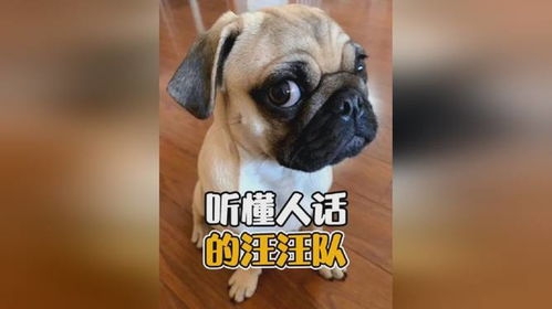 哪些狗听得懂人话