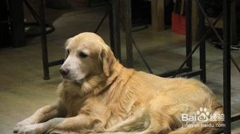 养金毛犬需注意哪些