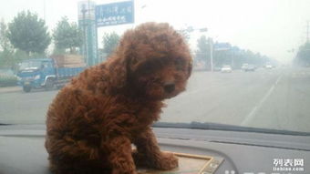 泰迪犬出生多久断奶