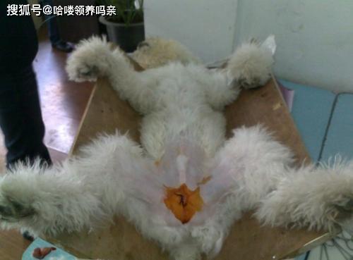 狗狗节育后多久拆线