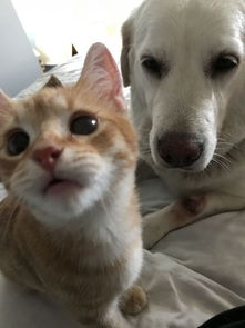 如何让猫和狗和睦相处