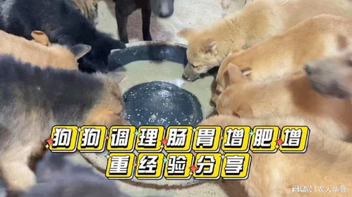 幼犬如何调理肠胃