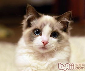 布偶猫可以养多久