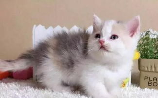 加菲猫和折耳猫哪个贵