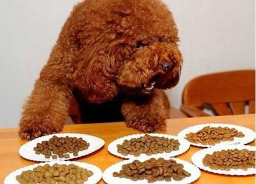 如何制作泰迪狗粮