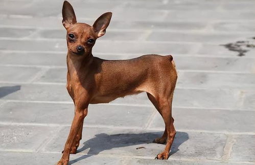 像小鹿犬的狗有哪些