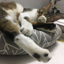 小猫出生多久才能摸
