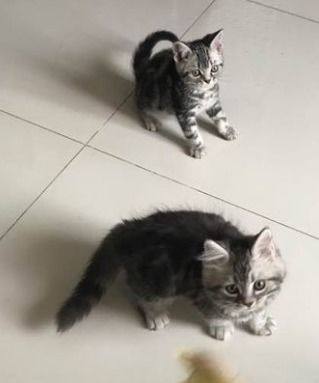 冬天猫咪多久可以洗澡