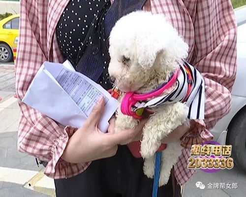 在南宁去哪里买狗