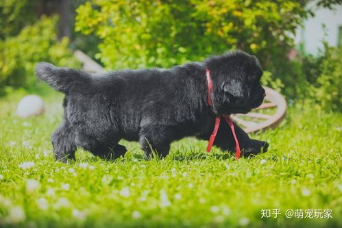 黑色的狗狗有哪些品种
