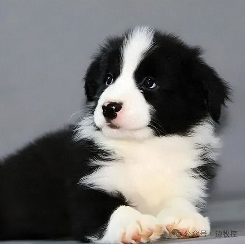 如何挑选边牧幼犬
