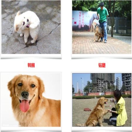 如何引导幼犬喝水