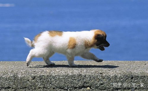 狗有哪些作用是什么