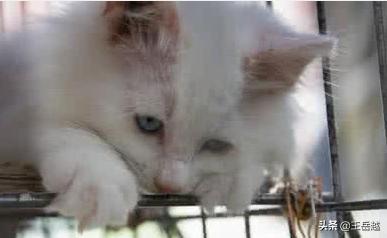 哪里可以收养流浪猫