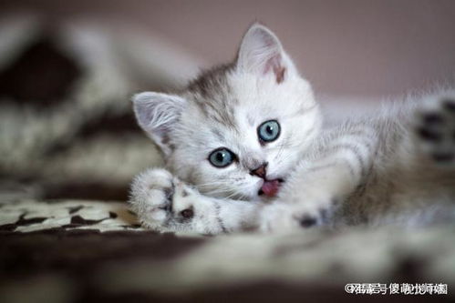 如何让猫性格温顺