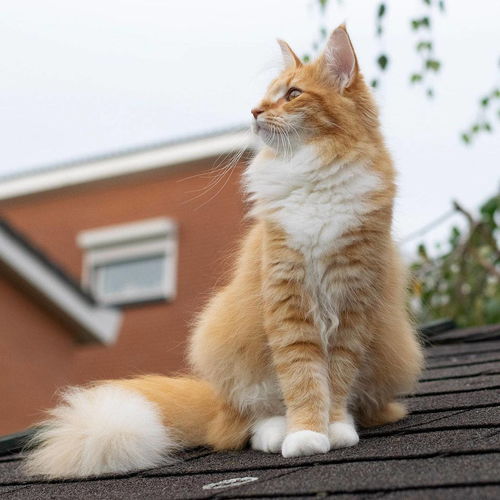 大尾巴宠物猫有哪些