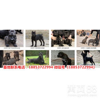 开封哪里可以卖狗