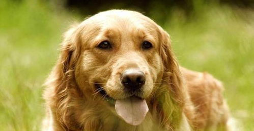 金毛犬的食物有哪些