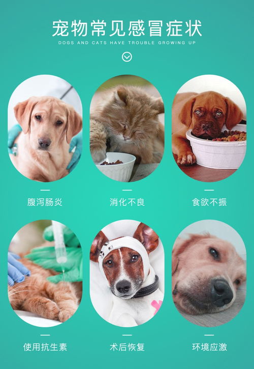 狗狗止泻药有哪些