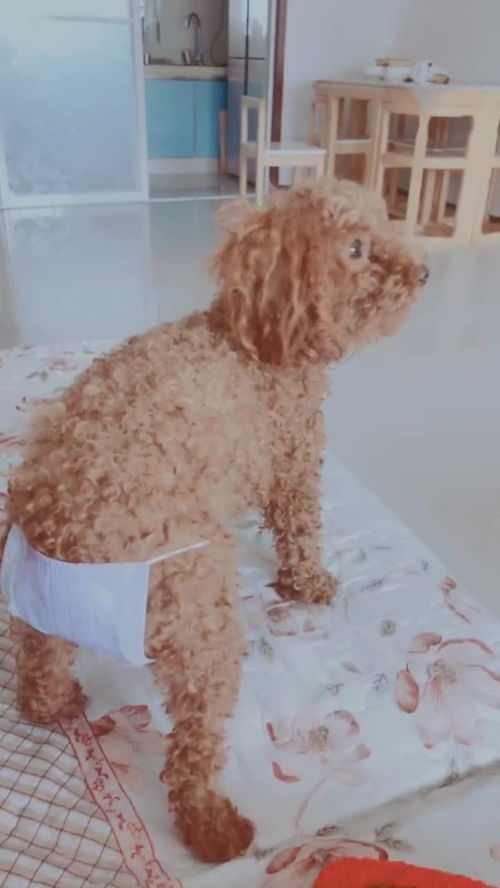 小狗来姨妈来多久