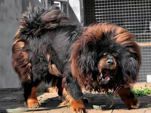 藏獒怀孕多久下狗
