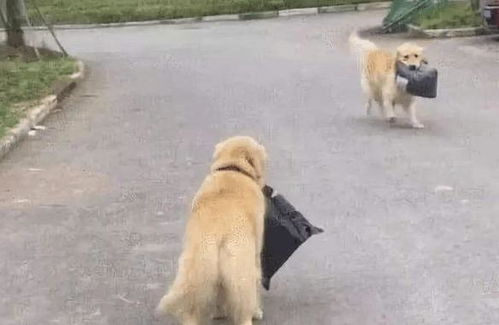 金毛犬都训哪些内容