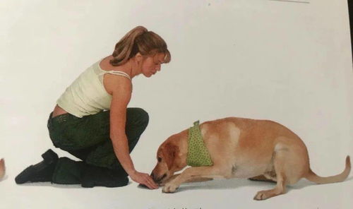 狗狗如何教趴下