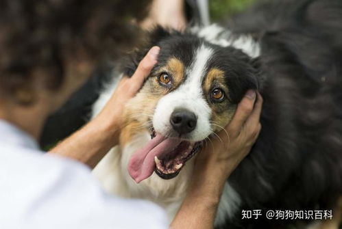 如何刺激狗呕吐