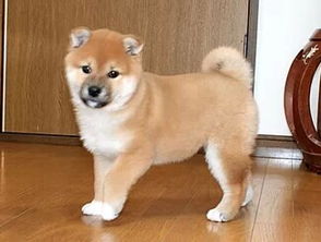 上海哪里卖秋田犬