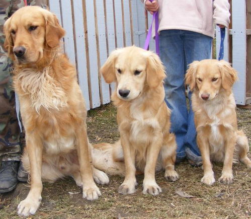 金毛猎犬如何