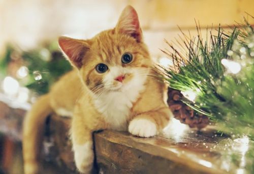 如何与小猫建立信任