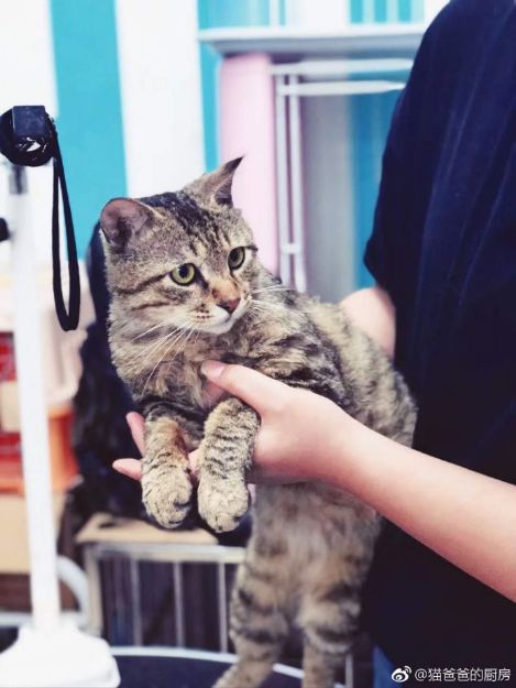 杭州哪里可以领养流浪猫