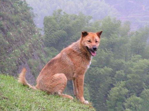 土狗如何选智商
