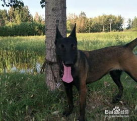 如何判断马犬配种