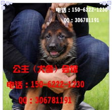 漳州哪里有卖宠物狗的