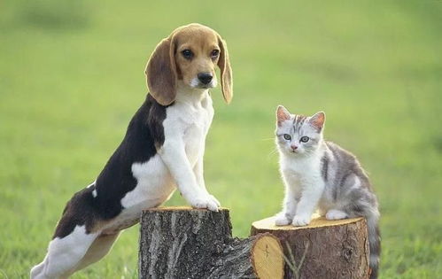 如何让猫狗相处