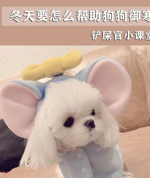 狗狗冬季如何保暖