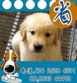 如何选购金毛犬