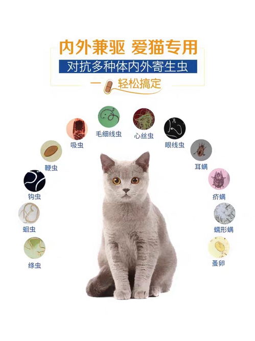 猫多久开始体内驱虫