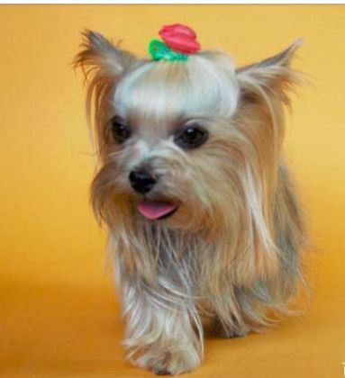 哪些犬种不掉毛