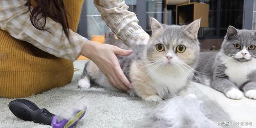 掉毛少的猫有哪些