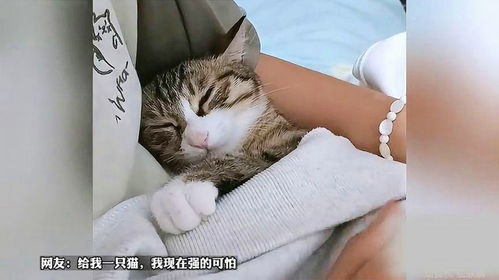 如何让猫猫安静