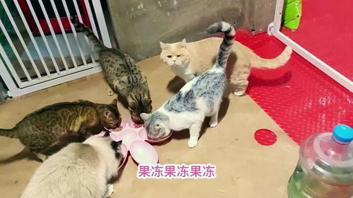 给猫煮鸡肝煮多久