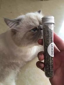 猫吃猫薄荷会怎么样