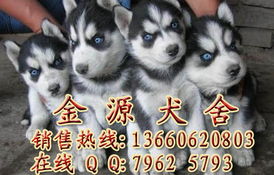 广州哪里有买哈士奇犬