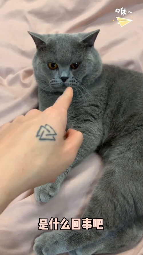 如何教训小猫