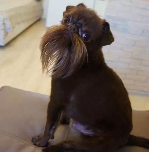长胡须的狗有哪些